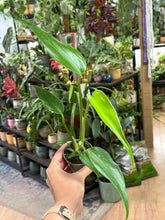 Kép betöltése a galériamegjelenítőbe: Monstera burle-marx "Flame" 6cm
