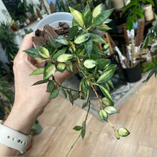 Kép betöltése a galériamegjelenítőbe: Hoya lacunosa variegata 1. - Saját szaporítás
