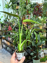 Kép betöltése a galériamegjelenítőbe: Monstera burle-marx "Flame" 6cm
