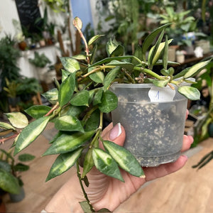 Hoya lacunosa variegata 1. - Saját szaporítás