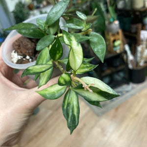 Hoya lacunosa variegata 2. - Saját szaporítás