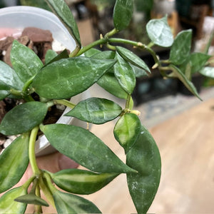 Hoya lacunosa variegata 2. - Saját szaporítás