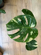 Kép betöltése a galériamegjelenítőbe: Monstera deliciosa “Thai constellation" 10cm
