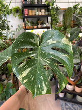 Kép betöltése a galériamegjelenítőbe: Monstera deliciosa “Thai constellation" 10cm
