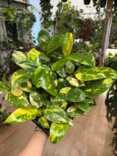 Kép betöltése a galériamegjelenítőbe: Philodendron "Green congo" hibrid 6cm
