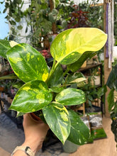 Kép betöltése a galériamegjelenítőbe: Philodendron "Green congo" hibrid 12cm
