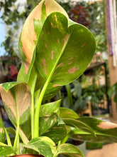 Kép betöltése a galériamegjelenítőbe: Philodendron "Green congo" hibrid 12cm
