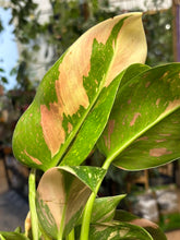Kép betöltése a galériamegjelenítőbe: Philodendron "Green congo" hibrid 12cm

