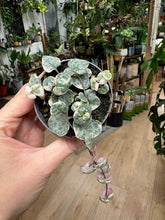 Kép betöltése a galériamegjelenítőbe: Ceropegia woodii variegata - Ámpolna gyertyavirág - String of hearts - Tropical Home 
