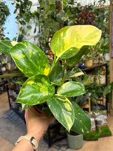 Kép betöltése a galériamegjelenítőbe: Philodendron "Green congo" hibrid 12cm
