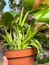 Kép betöltése a galériamegjelenítőbe: Philodendron "Green congo" hibrid 12cm
