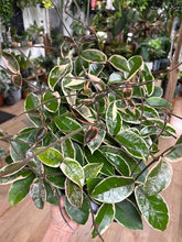 Kép betöltése a galériamegjelenítőbe: Hoya carnosa "Krimson queen splash" 6cm - Tropical Home 
