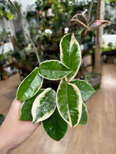 Kép betöltése a galériamegjelenítőbe: Hoya carnosa "Krimson queen splash" 6cm - Tropical Home 
