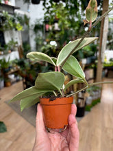 Kép betöltése a galériamegjelenítőbe: Hoya carnosa "Krimson queen splash" 6cm - Tropical Home 
