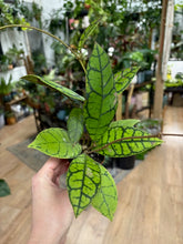 Kép betöltése a galériamegjelenítőbe: Hoya callistophylla "Black cat" 6cm átmérő - Tropical Home 
