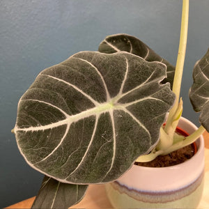 Alocasia reginula "Black velvet" - Tropical Home 