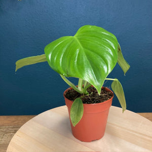 Philodendron "Pittieri" - Tropical Home 