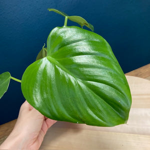 Philodendron "Pittieri" - Tropical Home 