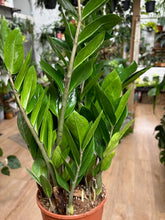 Kép betöltése a galériamegjelenítőbe: Zamioculcas zamiifolia - Agglegénypálma - Tropical Home 
