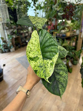 Kép betöltése a galériamegjelenítőbe: Alocasia "Dragon scale mint" 11cm - 1.
