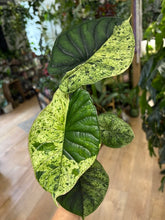 Kép betöltése a galériamegjelenítőbe: Alocasia "Dragon scale mint" 11cm - 1.
