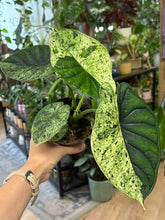 Kép betöltése a galériamegjelenítőbe: Alocasia "Dragon scale mint" 11cm - 1.
