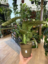 Kép betöltése a galériamegjelenítőbe: Alocasia "Dragon scale mint" 11cm - 2.
