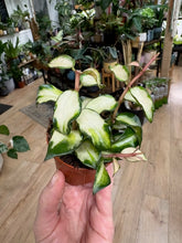 Kép betöltése a galériamegjelenítőbe: Hoya lacunosa "Bruno tricolor" 6cm
