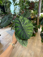 Kép betöltése a galériamegjelenítőbe: Alocasia "Dragon scale mint" 11cm - 2.
