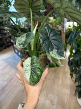 Kép betöltése a galériamegjelenítőbe: Alocasia "Dragon scale mint" 11cm - 2.
