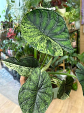 Kép betöltése a galériamegjelenítőbe: Alocasia "Dragon scale mint" 11cm - 2.
