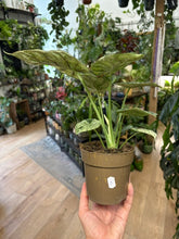 Kép betöltése a galériamegjelenítőbe: Alocasia "Dragon scale mint" 11cm - 3.
