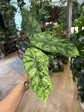 Kép betöltése a galériamegjelenítőbe: Alocasia "Dragon scale mint" 11cm - 3.
