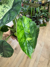 Kép betöltése a galériamegjelenítőbe: Alocasia "Dragon scale mint" 11cm - 4.

