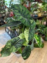 Kép betöltése a galériamegjelenítőbe: Alocasia "Dragon scale mint" 11cm - 4.
