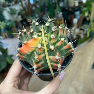 Gymnocalycium mihanovichii f. variegata 2.