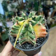 Kép betöltése a galériamegjelenítőbe: Gymnocalycium mihanovichii f. variegata 3.
