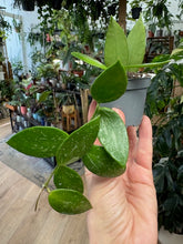 Kép betöltése a galériamegjelenítőbe: Hoya gracilis 6cm - Viaszvirág - Wax Flower - Tropical Home 
