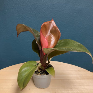 Philodendron "Red heart" - Tropical Home 