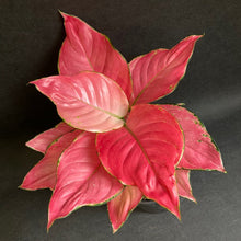 Kép betöltése a galériamegjelenítőbe: Aglaonema &quot;Pink star&quot; - Rákvirág - Chinese Evergreen - Tropical Home 
