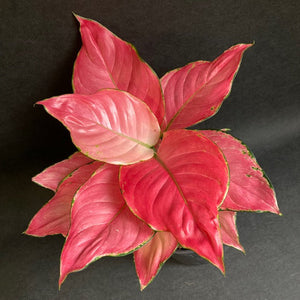 Aglaonema "Pink star" - Rákvirág - Chinese Evergreen - Tropical Home 