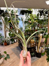 Kép betöltése a galériamegjelenítőbe: Tillandsia pseudobaileyi - Air plant - Tropical Home 
