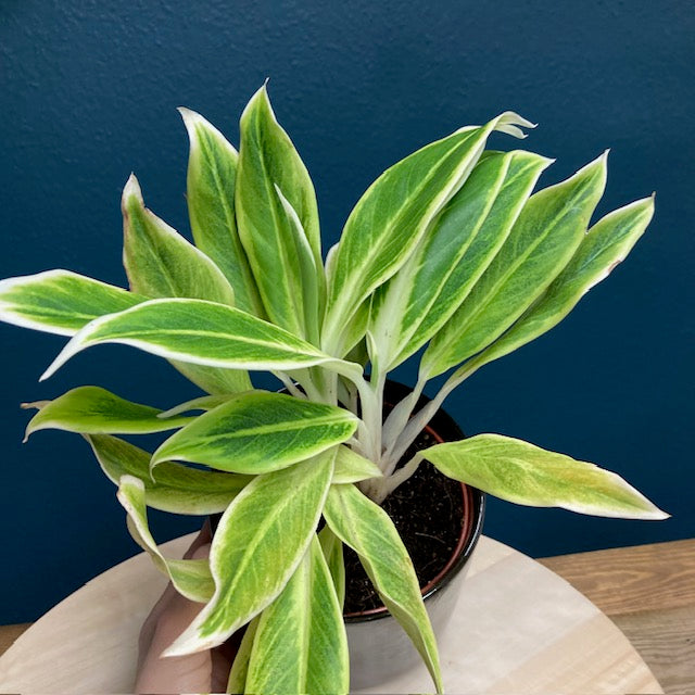 Aglaonema 
