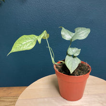 Kép betöltése a galériamegjelenítőbe: Amydrium medium silver - Tropical Home 
