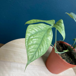 Amydrium medium silver - Tropical Home 