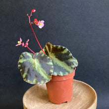Kép betöltése a galériamegjelenítőbe: Begonia &quot;Cleopatrae&quot; kicsi - Tropical Home 
