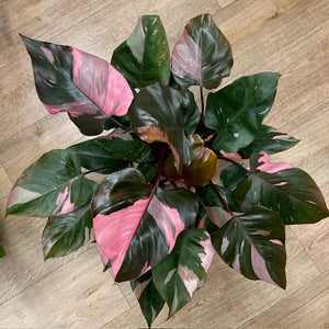 Philodendron "Pink princess" - Tropical Home 
