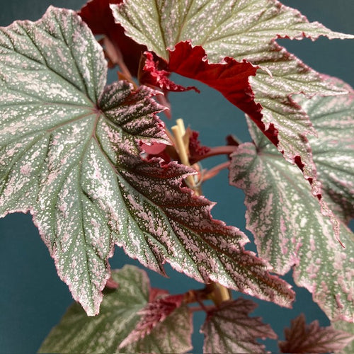 Begonia 