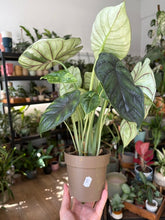 Kép betöltése a galériamegjelenítőbe: Alocasia "Dragon scale mint" 11cm - 5.
