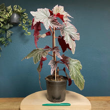 Kép betöltése a galériamegjelenítőbe: Begonia &quot;Pink minx&quot; - Tropical Home 
